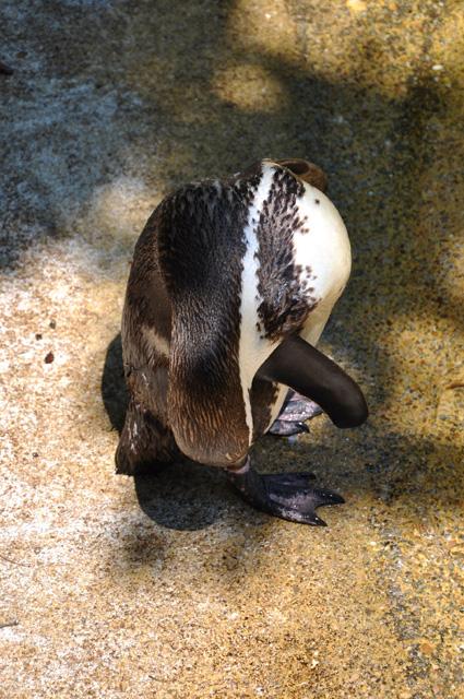min 2013 07 06 beauval 257